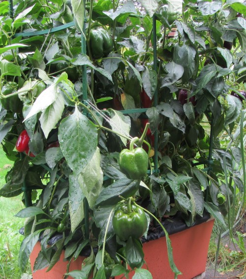 King of the North, mostly.