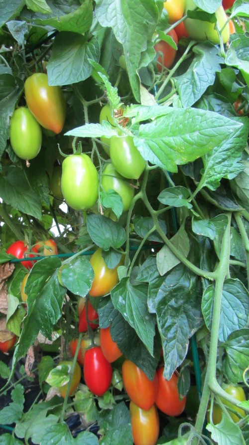 090813 tomato