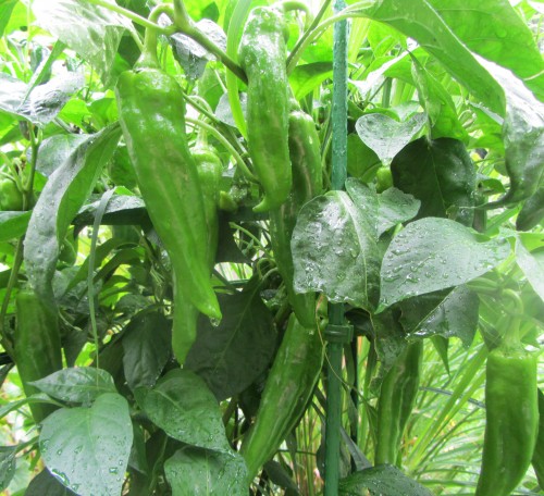 The Anaheim peppers on September 15.