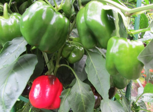 092213 king of the north