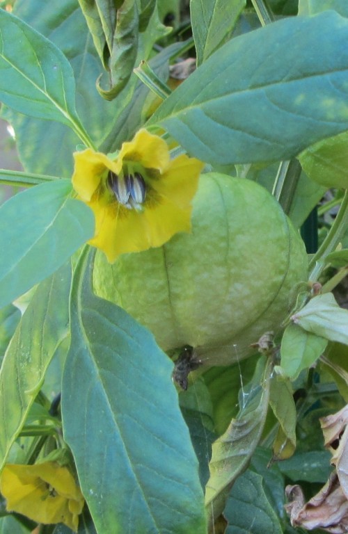 100613 tomatillo