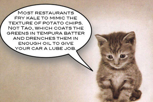 Obvioulsy this cat had much higher expectations of the dish.