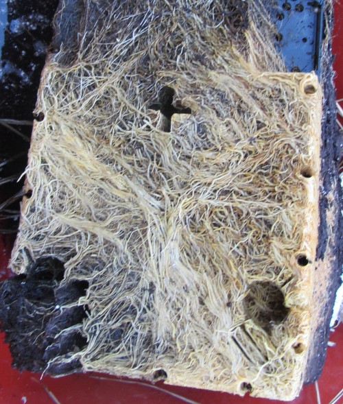 140104 lemongrass closeup