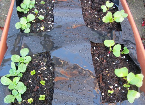 140317 mache and radish