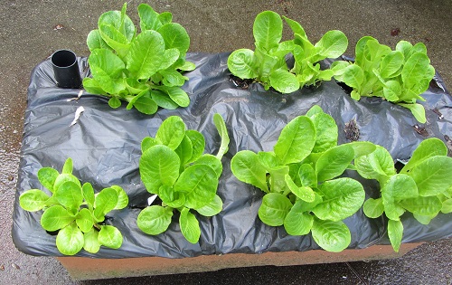 140418 romaine little gem