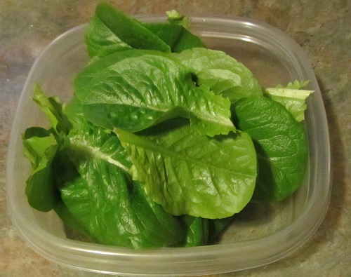 140418 romaine winter density