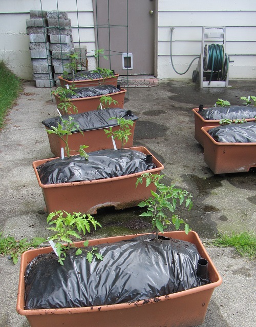 140511 tomato and tomatillo