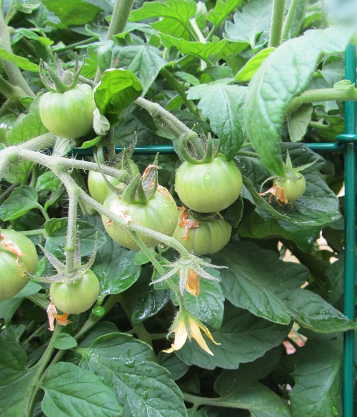 140628 oregon spring