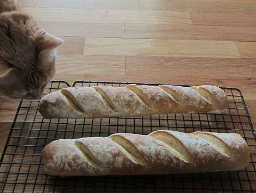 I took the picture on the floor because that was the best light at that hour. Naturally, it drew some interest.