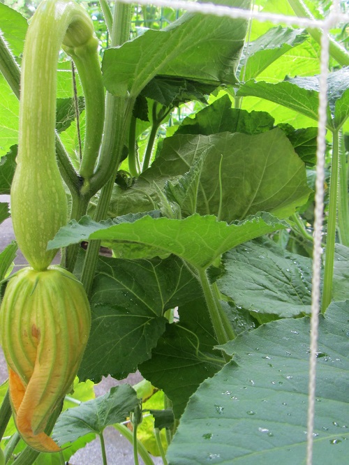 140628 zucchini close up