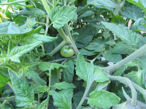 140621 tomato oregon spring