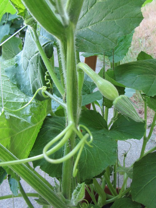 140621 zucchini fruit