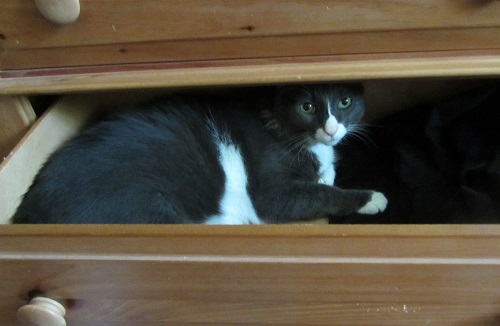 140621 boy cat