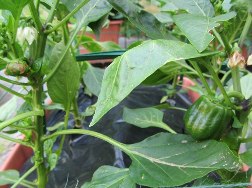 140621 peppers king of the north