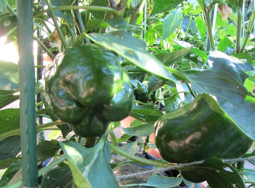 140711 king of the north