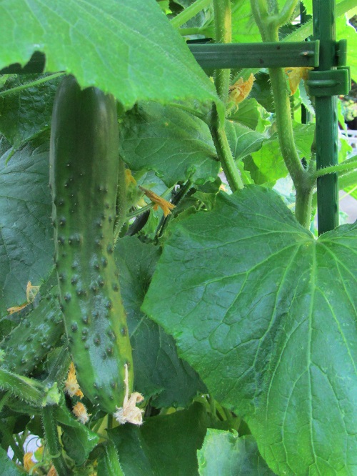 040724 cucumber closeup