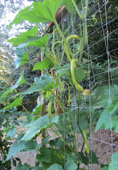 140711 zuchinni closeup