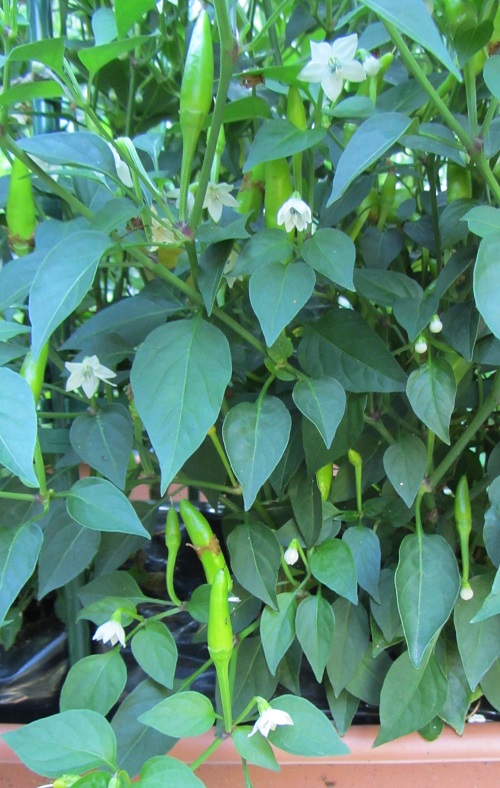 140724 thai chili peppers