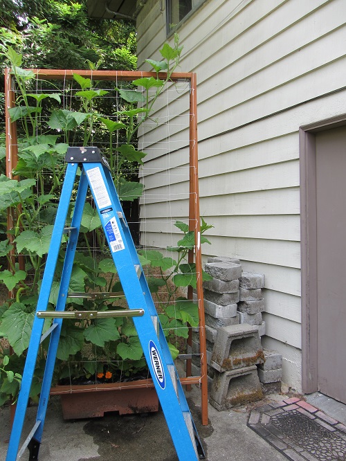 140607 trellis and ladder