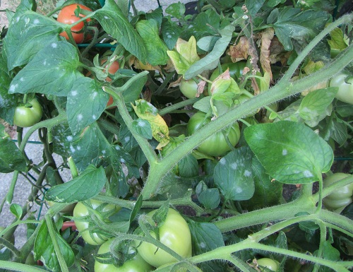 140824 mt princess mold