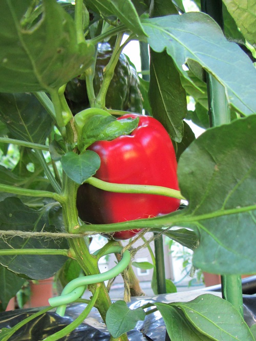 140810 king of the north