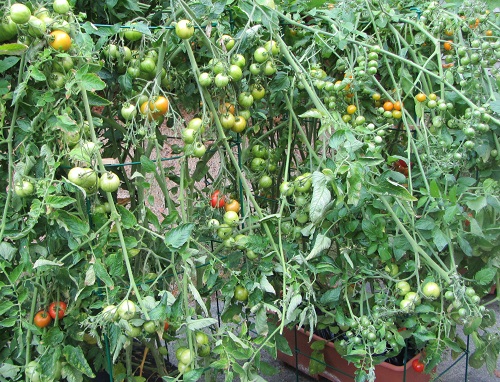 140824 krim tigerella sun gold