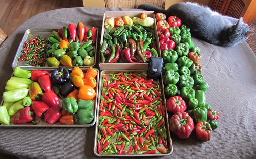 140928 peppers