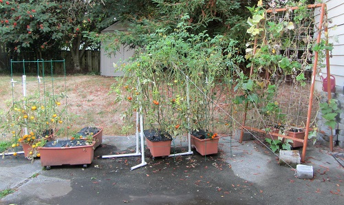 140921 tomato zuchinni