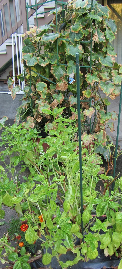 140921 basil cucumber