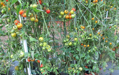 140906 Tigerella Sun Gold