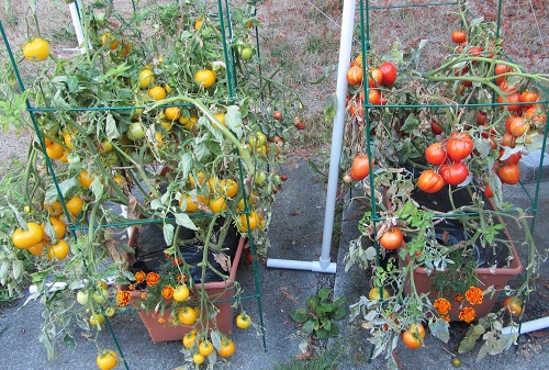 140914 taxi roma before