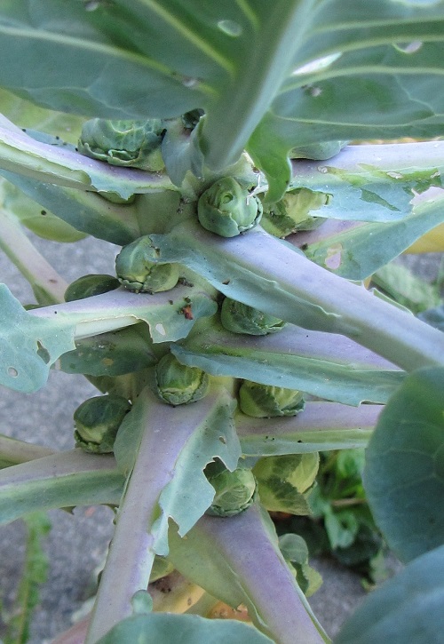 140914 brussels sprouts