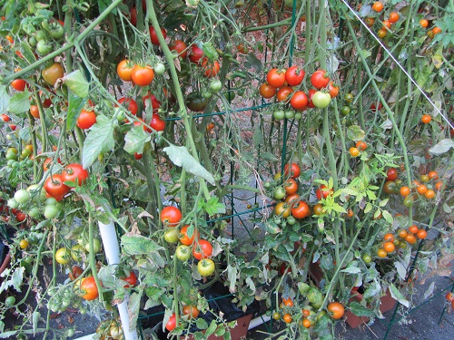 140914 tigerella sun gold