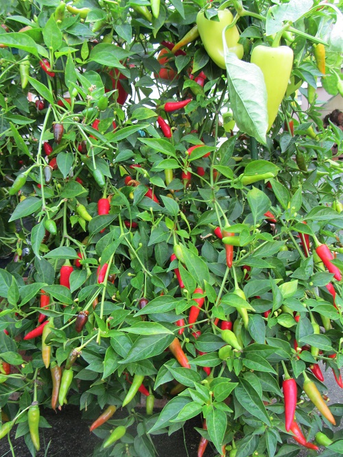 140921 pasilla pepper