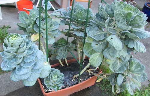 140921 brussels sprouts