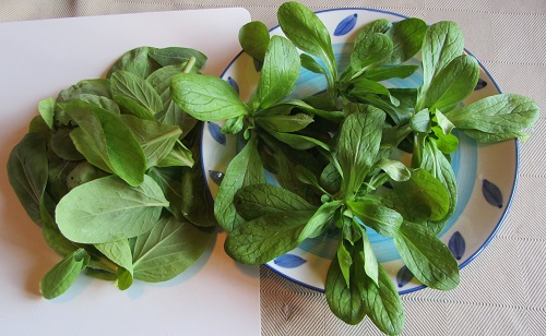 Pak Choi (left), Mache (right).