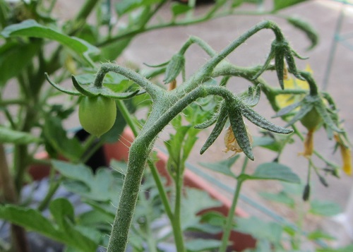 150531 sweet million