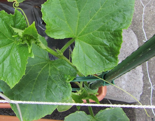 150531 calypso cucumber