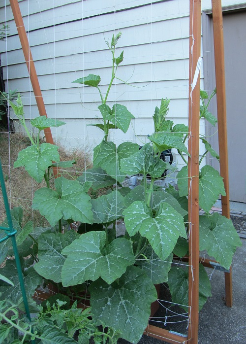 150614 zucchini plant
