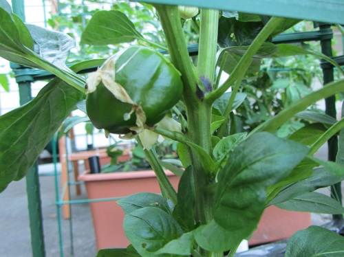 150614 bell pepper