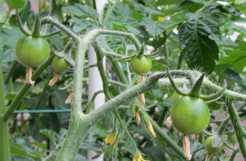 150621 sweet million