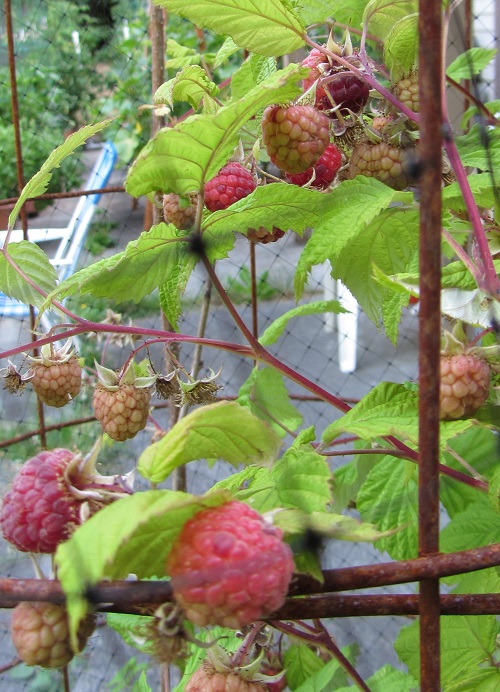 150628 raspberry