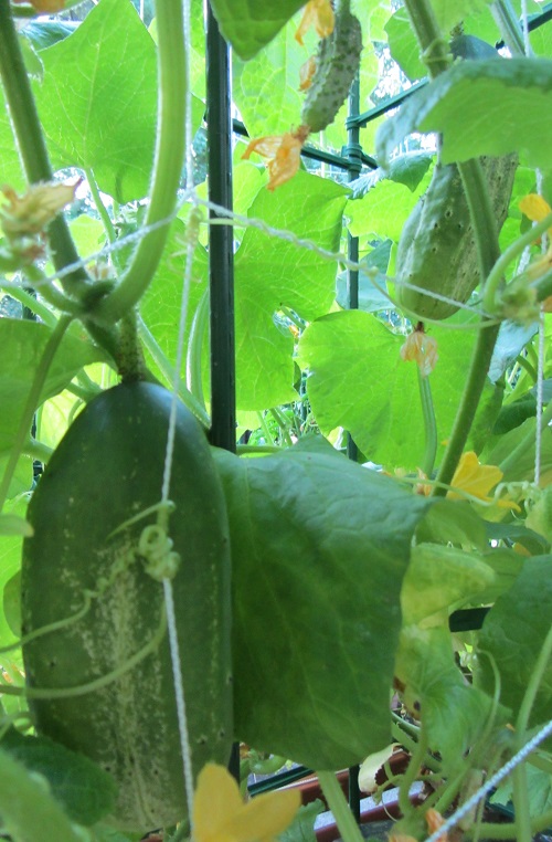 150705 marketmore 76