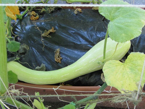 150719 tromboncino 2