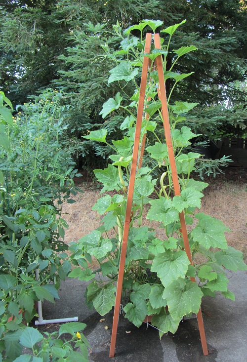 150705 tromboncino trellis