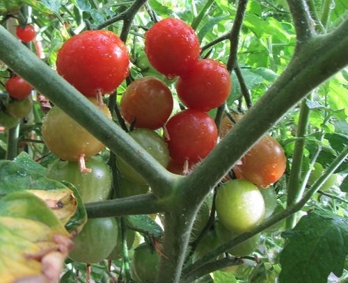 150726 sweet million