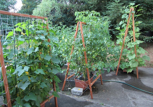 150705 cucumber tomatillo tromboncino