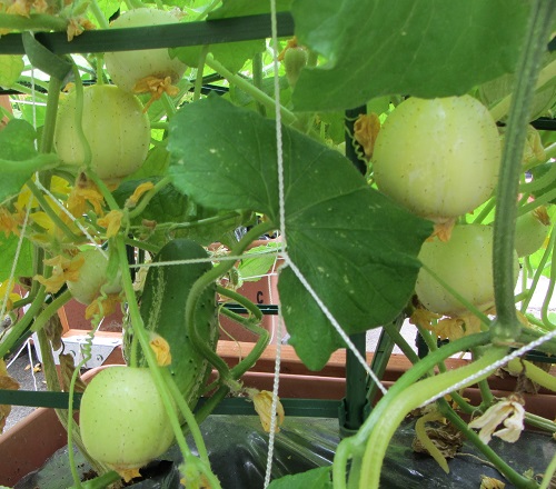 150712 lemon cucumbers