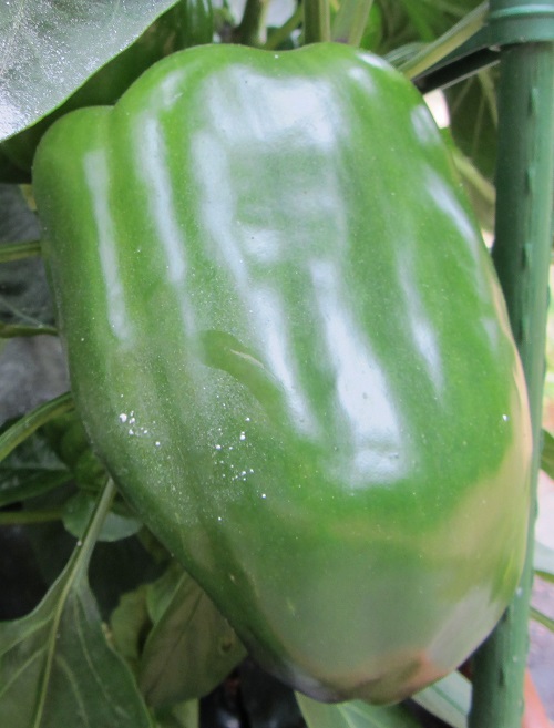 150712 king of the north