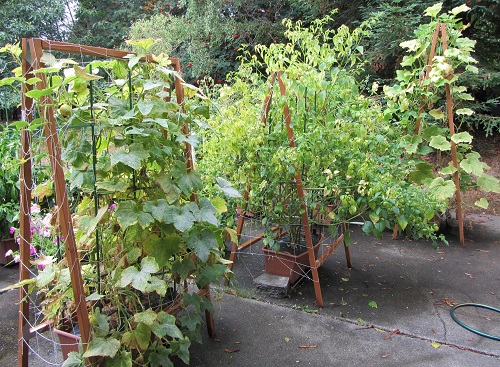 150815 lemon, tomatillo, tromboncino